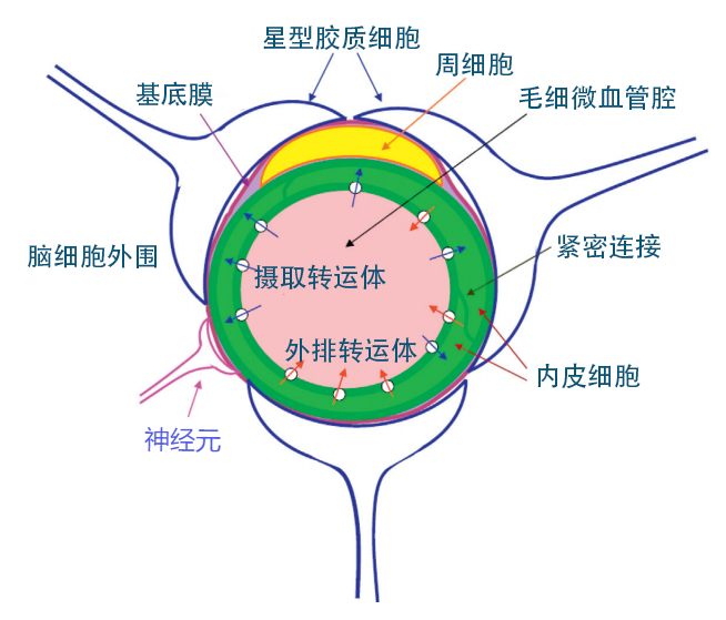 血脑屏障的结构基础图片