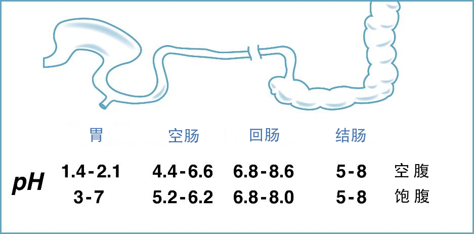 肠道长度图片